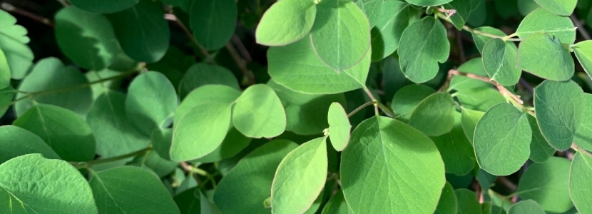 Green leaves